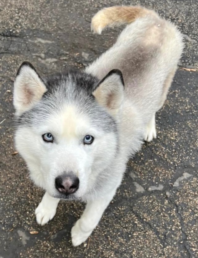 Mona, an adoptable Siberian Husky in Libertyville, IL, 60048 | Photo Image 5