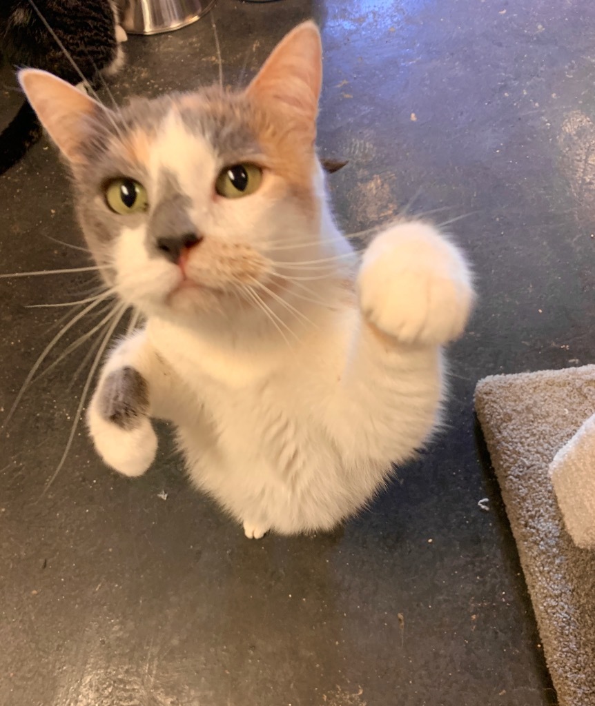 Ridgley, an adoptable Calico in Algona, IA, 50511 | Photo Image 1