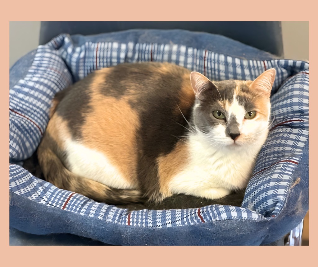 Ridgley, an adoptable Calico in Algona, IA, 50511 | Photo Image 3