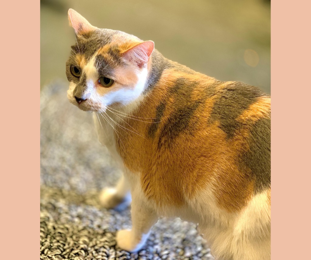 Ridgley, an adoptable Calico in Algona, IA, 50511 | Photo Image 5