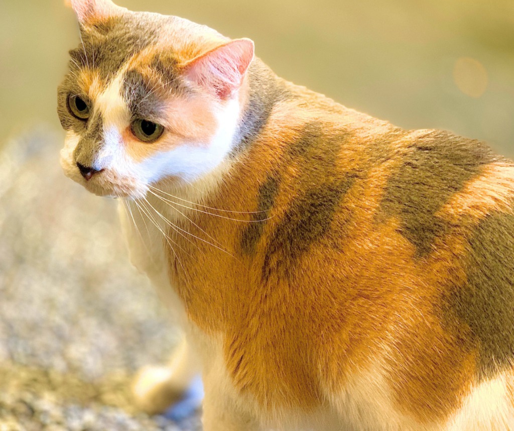 Ridgley, an adoptable Calico in Algona, IA, 50511 | Photo Image 5