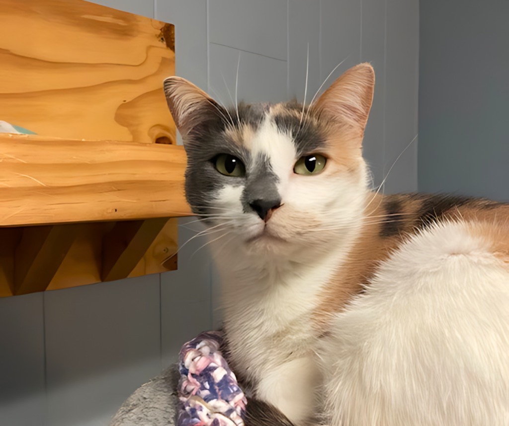 Ridgley, an adoptable Calico in Algona, IA, 50511 | Photo Image 6