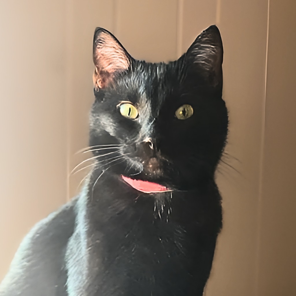 Abby, an adoptable Domestic Short Hair in Algona, IA, 50511 | Photo Image 1