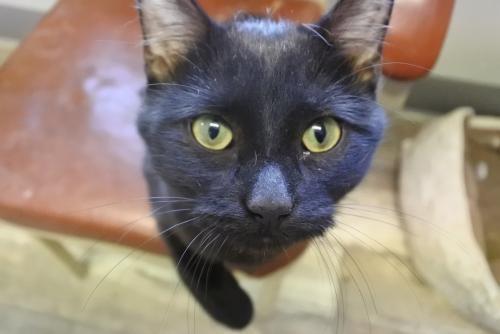 Abby, an adoptable Domestic Short Hair in Algona, IA, 50511 | Photo Image 2