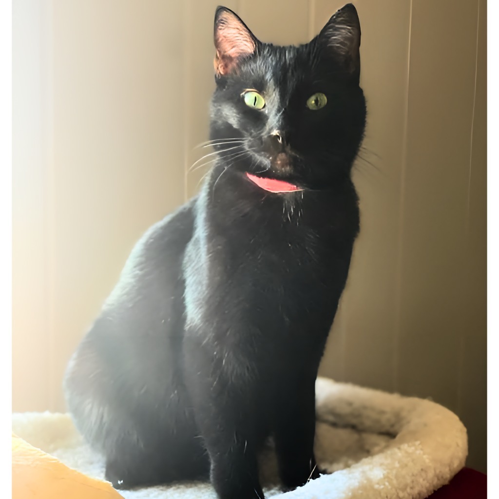 Abby, an adoptable Domestic Short Hair in Algona, IA, 50511 | Photo Image 5