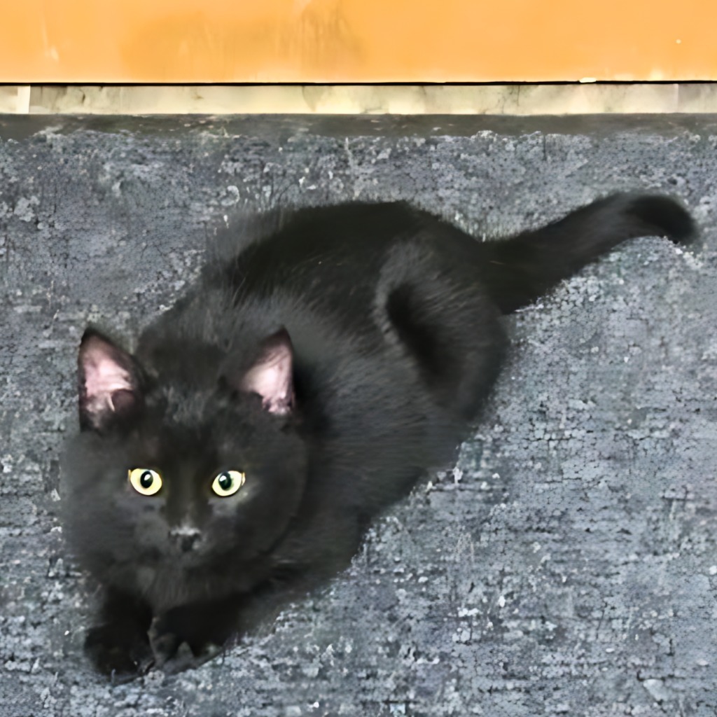 Abby, an adoptable Domestic Short Hair in Algona, IA, 50511 | Photo Image 6