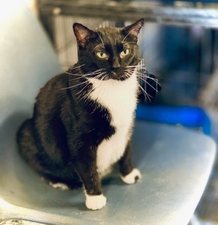 Tabitha, an adoptable Domestic Short Hair in Algona, IA, 50511 | Photo Image 1