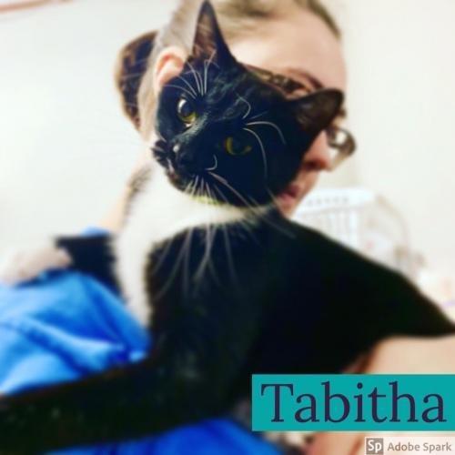 Tabitha, an adoptable Domestic Short Hair in Algona, IA, 50511 | Photo Image 2