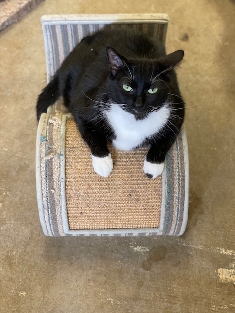 Tabitha, an adoptable Domestic Short Hair in Algona, IA, 50511 | Photo Image 3