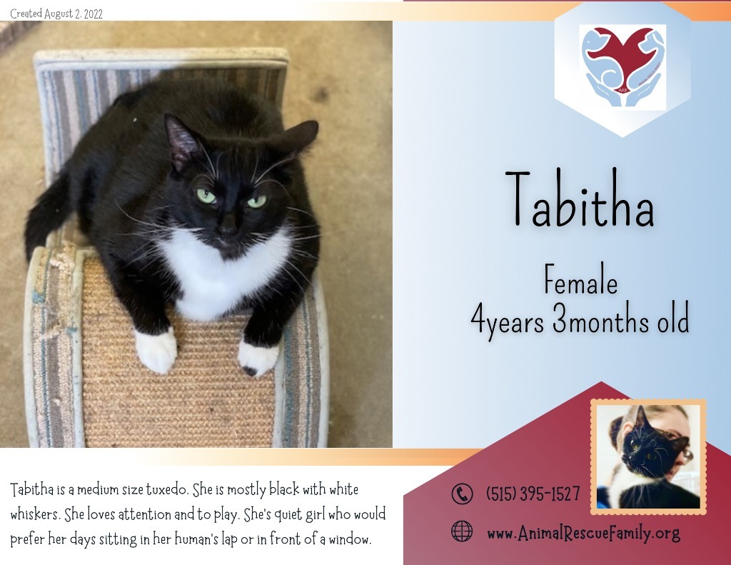 Tabitha, an adoptable Domestic Short Hair in Algona, IA, 50511 | Photo Image 4