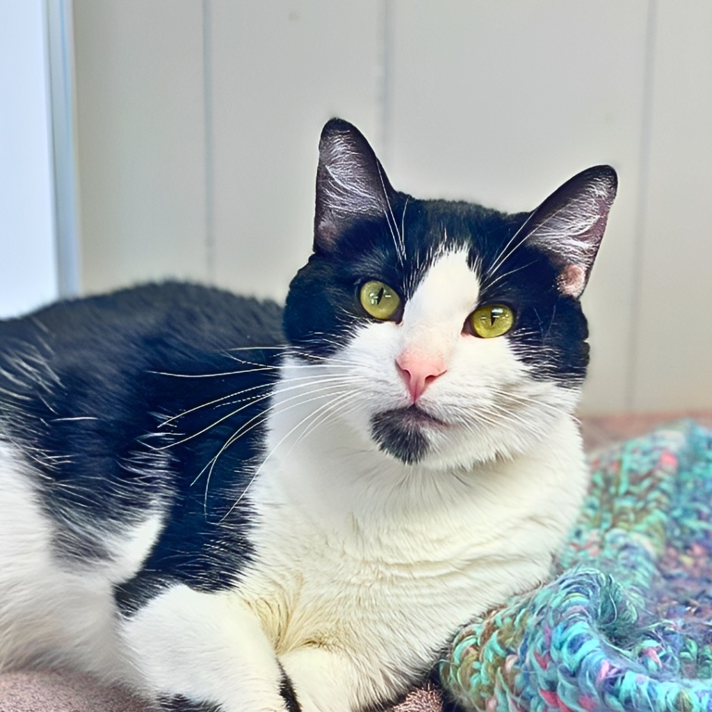 Andie, an adoptable Domestic Short Hair in Algona, IA, 50511 | Photo Image 1