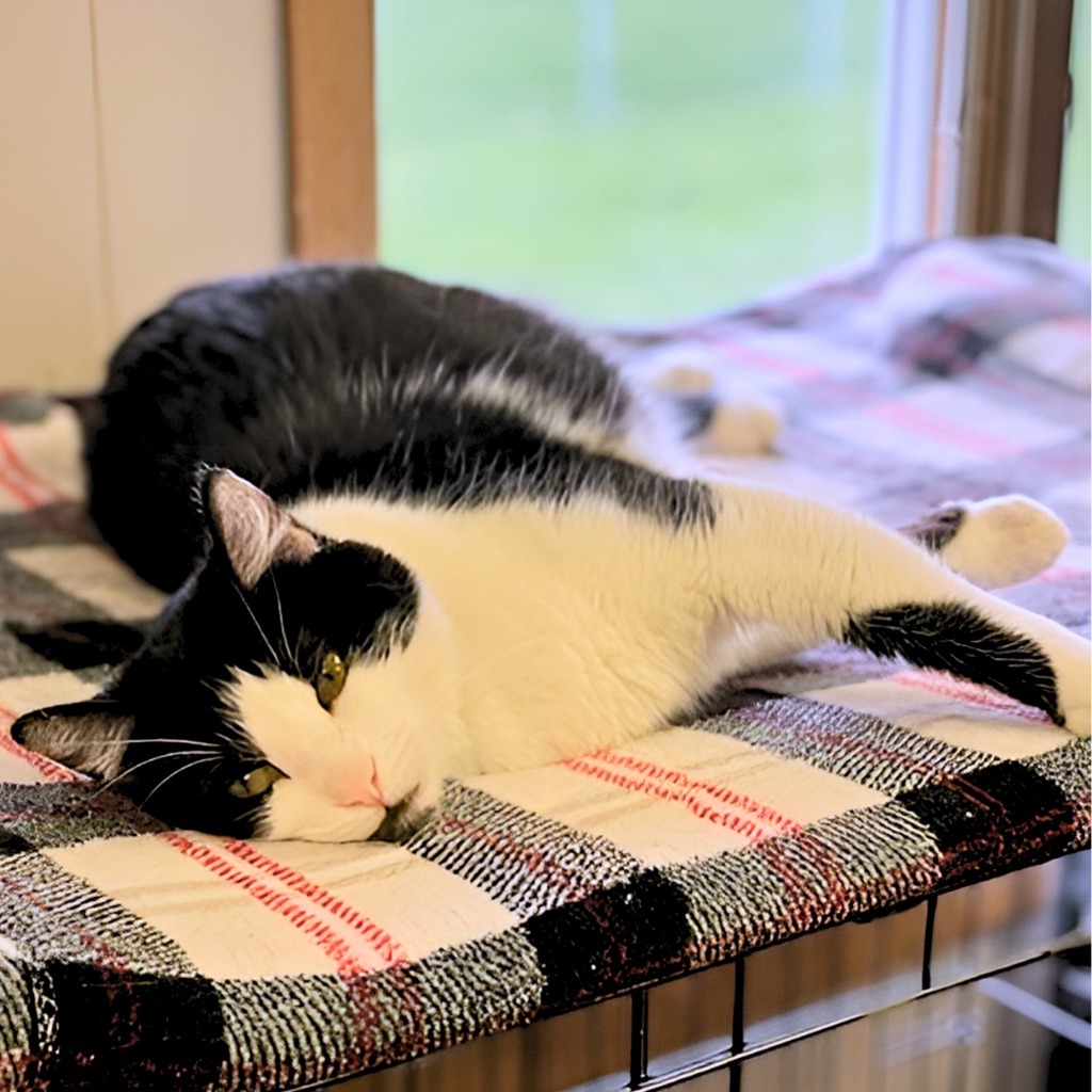 Andie, an adoptable Domestic Short Hair in Algona, IA, 50511 | Photo Image 4