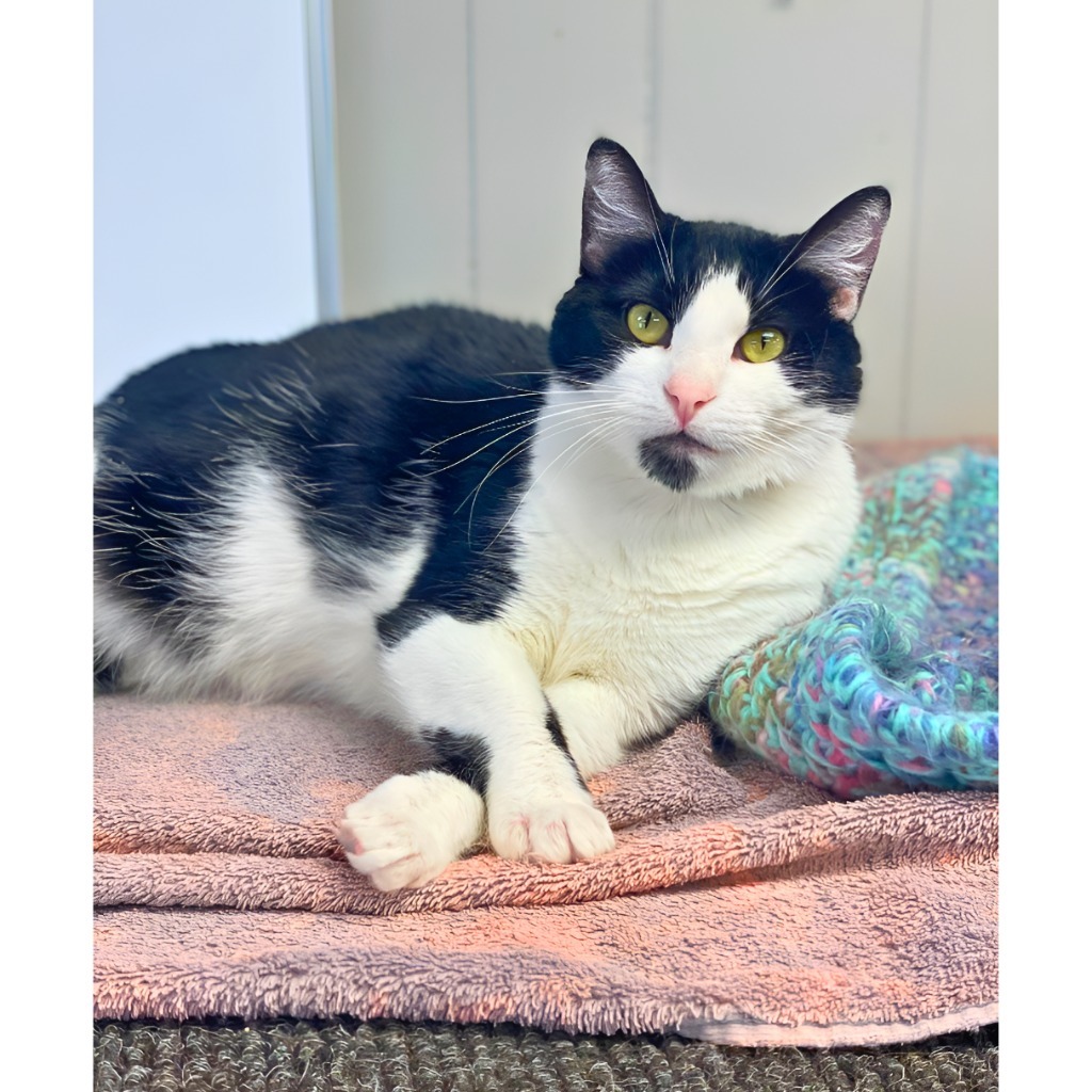 Andie, an adoptable Domestic Short Hair in Algona, IA, 50511 | Photo Image 5