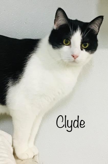 Clyde, an adoptable Domestic Short Hair in Brainardsville, NY, 12915 | Photo Image 1