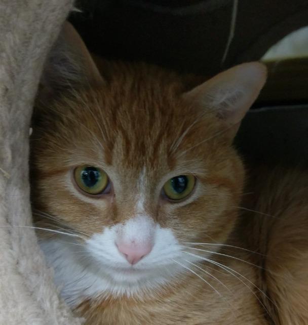 Freddy, an adoptable Domestic Short Hair in Brainardsville, NY, 12915 | Photo Image 1