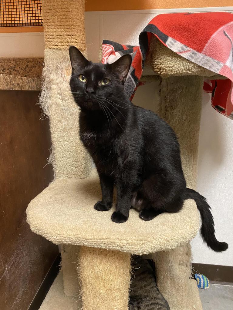 Shadow, an adoptable Domestic Short Hair in Fulton, TX, 78358 | Photo Image 1