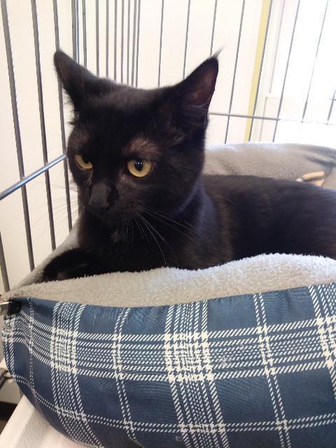 Shadow, an adoptable Domestic Short Hair in Fulton, TX, 78358 | Photo Image 2