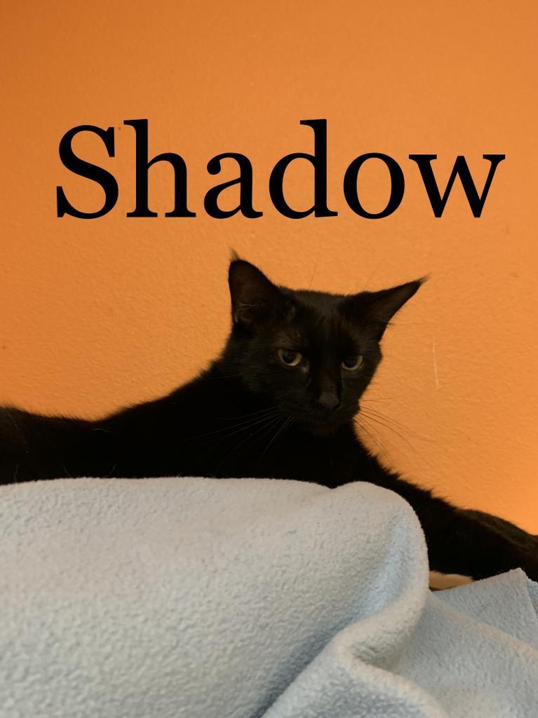 Shadow, an adoptable Domestic Short Hair in Fulton, TX, 78358 | Photo Image 3