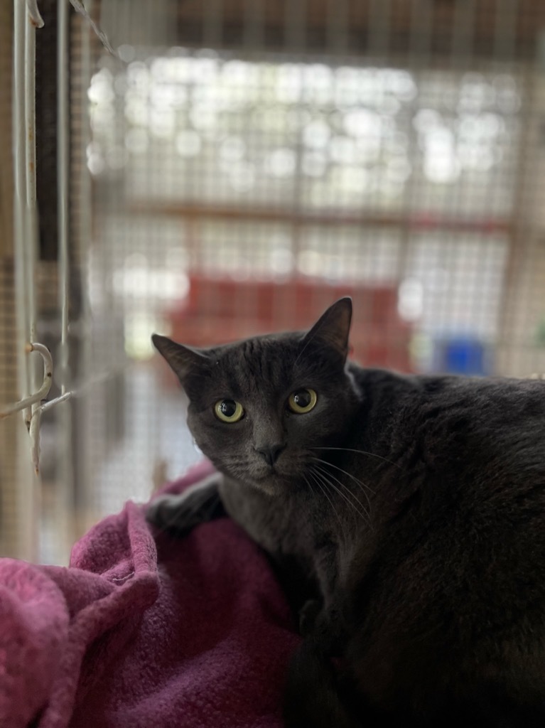 Soho, an adoptable Domestic Short Hair in Fulton, TX, 78358 | Photo Image 1