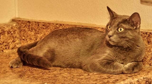 Soho, an adoptable Domestic Short Hair in Fulton, TX, 78358 | Photo Image 3