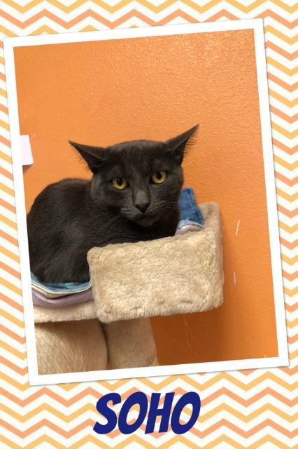 Soho, an adoptable Domestic Short Hair in Fulton, TX, 78358 | Photo Image 6