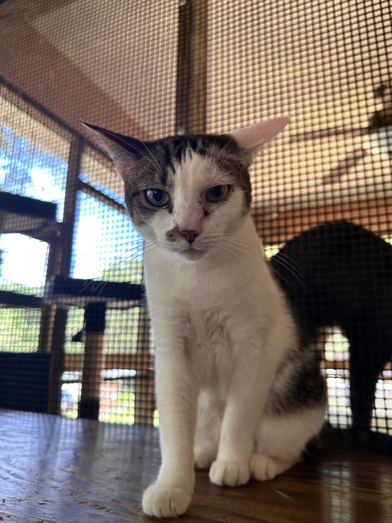 Endora, an adoptable Domestic Short Hair in Fulton, TX, 78358 | Photo Image 1