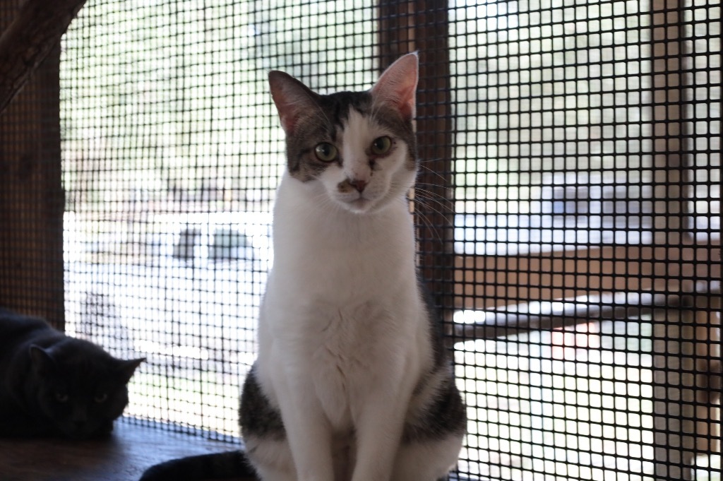 Endora, an adoptable Domestic Short Hair in Fulton, TX, 78358 | Photo Image 1