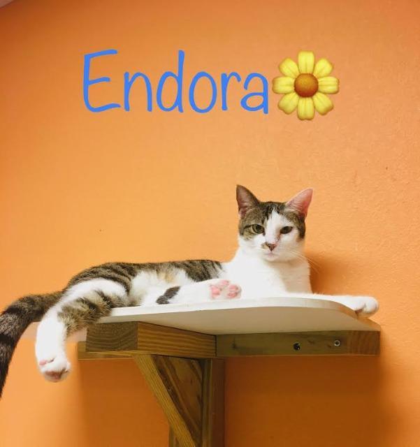 Endora, an adoptable Domestic Short Hair in Fulton, TX, 78358 | Photo Image 2