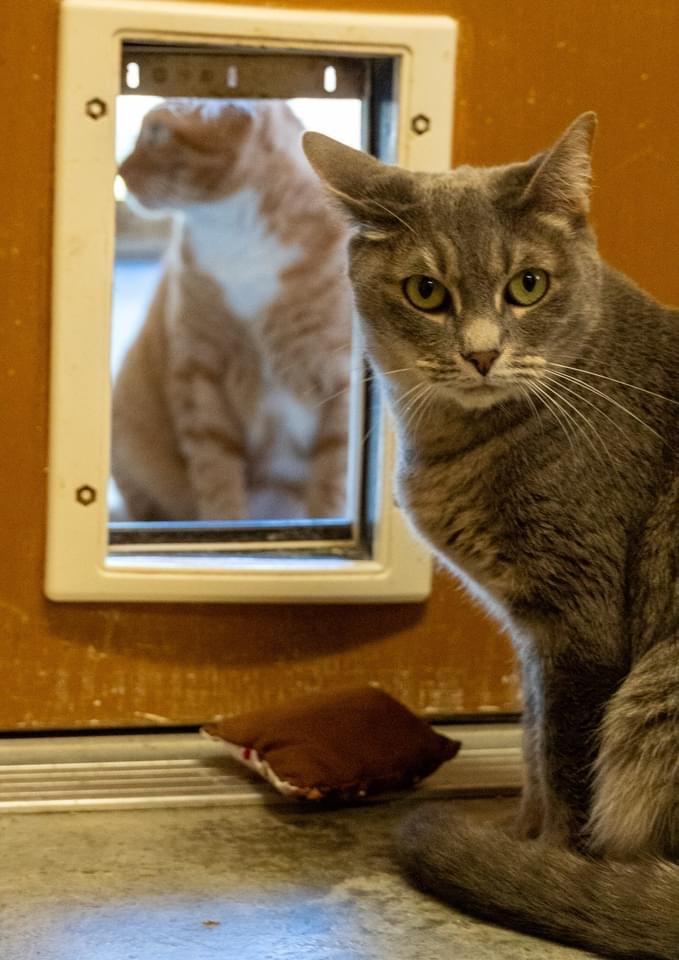 Lady, an adoptable Domestic Short Hair in Fulton, TX, 78358 | Photo Image 1