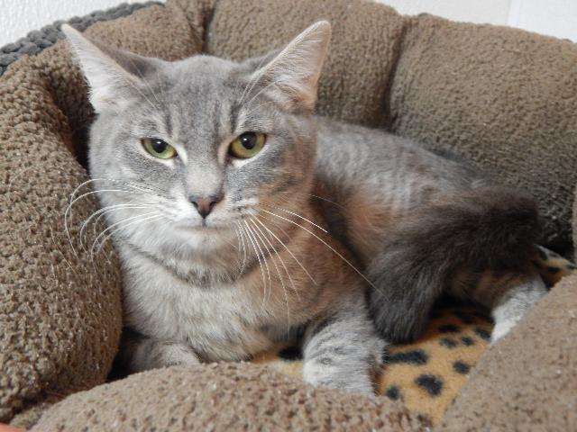 Lady, an adoptable Domestic Short Hair in Fulton, TX, 78358 | Photo Image 3