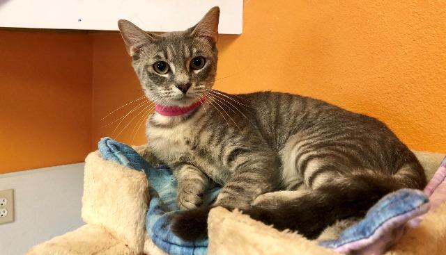 Lady, an adoptable Domestic Short Hair in Fulton, TX, 78358 | Photo Image 4