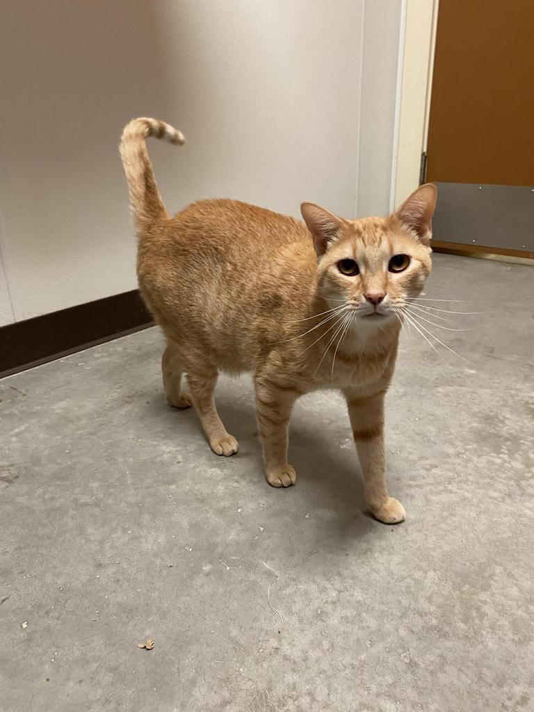 Jonis, an adoptable Domestic Short Hair in Fulton, TX, 78358 | Photo Image 1