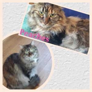 Peaches (Courtesy Posting), Senior Female unknown