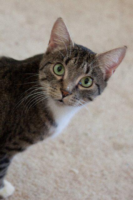 Shannon, an adoptable Domestic Short Hair in St. Louis, MO, 63119 | Photo Image 2
