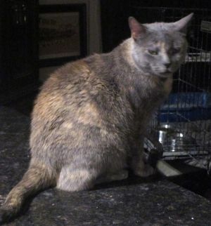 Sioux, Senior Female unknown