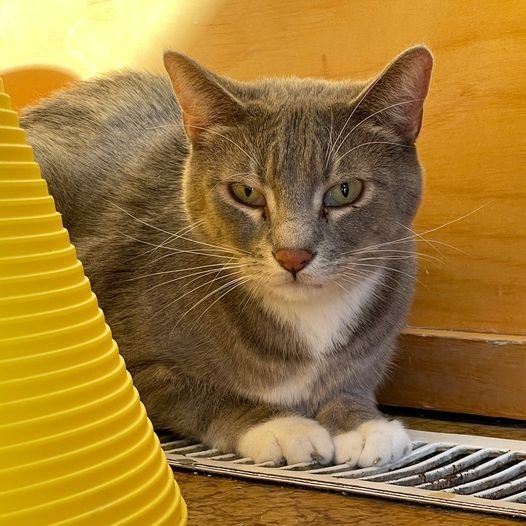 Snuggler, an adoptable Domestic Short Hair in St. Louis, MO, 63119 | Photo Image 2