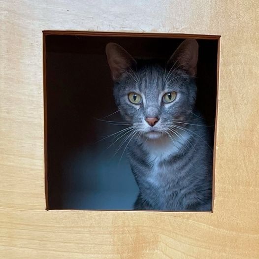 Snuggler, an adoptable Domestic Short Hair in St. Louis, MO, 63119 | Photo Image 3