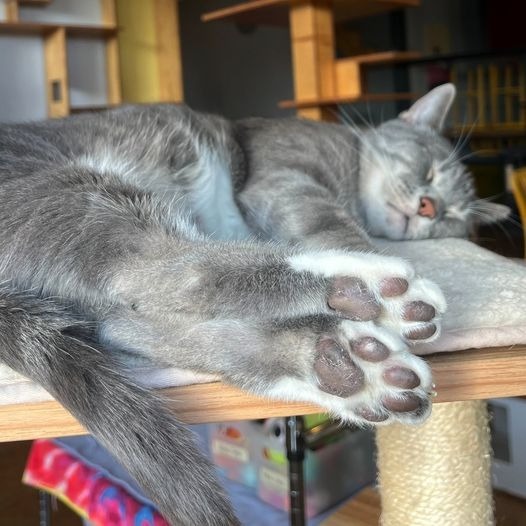 Snuggler, an adoptable Domestic Short Hair in St. Louis, MO, 63119 | Photo Image 5