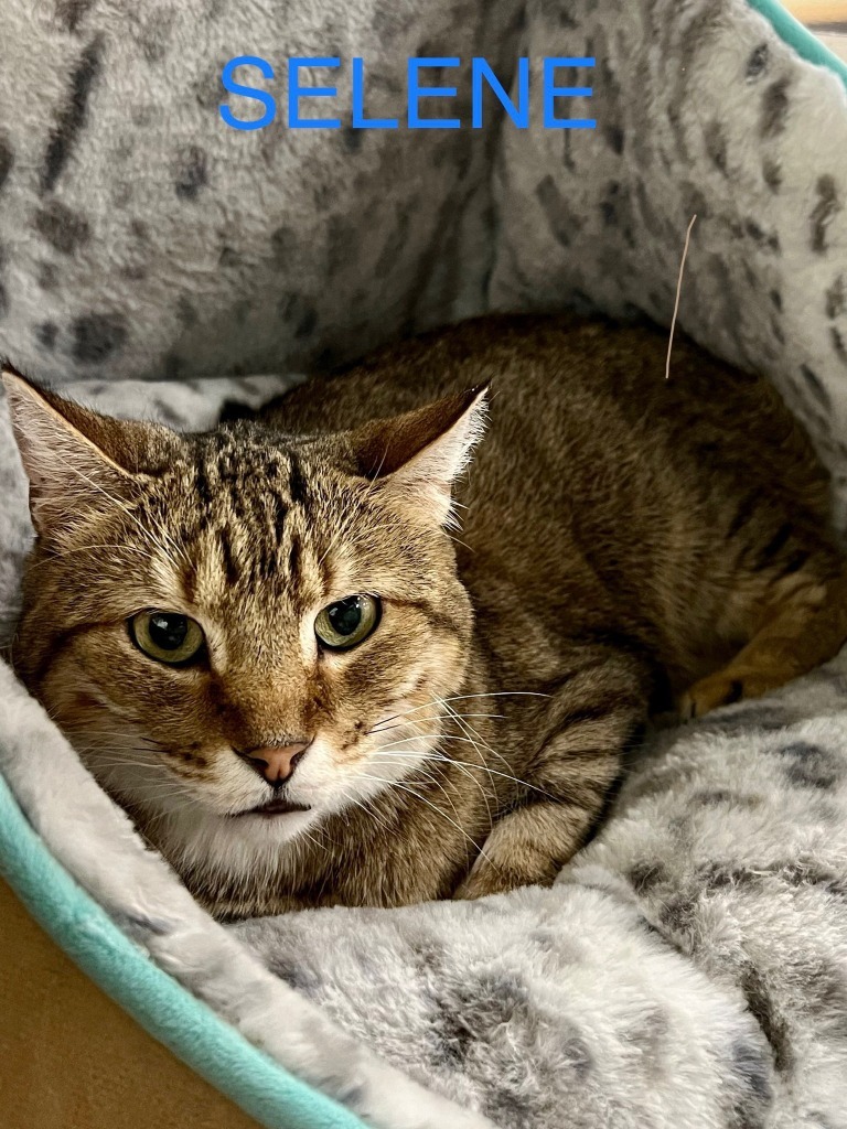 Selene, an adoptable Domestic Short Hair in St. Louis, MO, 63119 | Photo Image 1