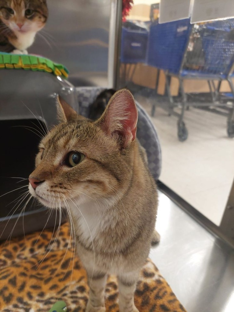 Selene, an adoptable Domestic Short Hair in St. Louis, MO, 63119 | Photo Image 2