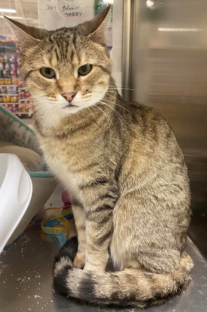 Selene, an adoptable Domestic Short Hair in St. Louis, MO, 63119 | Photo Image 3