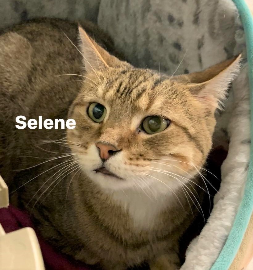 Selene, an adoptable Domestic Short Hair in St. Louis, MO, 63119 | Photo Image 4