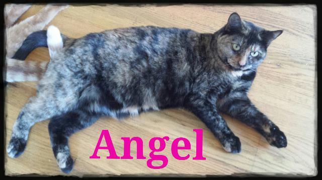 Angel (Courtesy Posting), an adoptable Domestic Short Hair in St. Louis, MO, 63119 | Photo Image 1