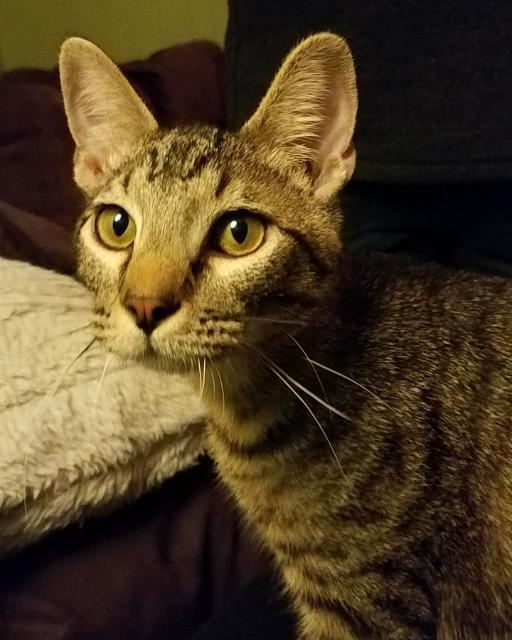 Wiley, an adoptable Domestic Short Hair in St. Louis, MO, 63119 | Photo Image 1