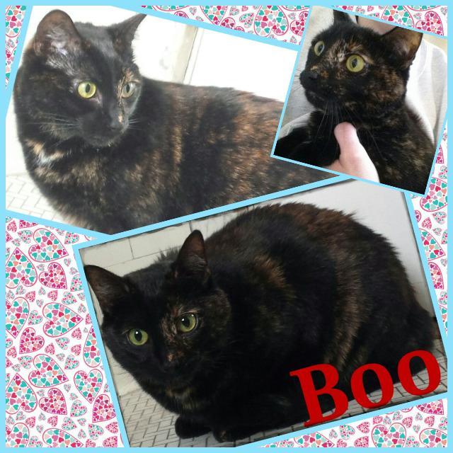 Boo (Courtesy Posting), an adoptable Domestic Short Hair in St. Louis, MO, 63119 | Photo Image 1