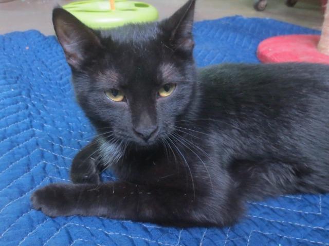 Ruth, an adoptable Domestic Short Hair in Pittsboro, NC, 27312 | Photo Image 3