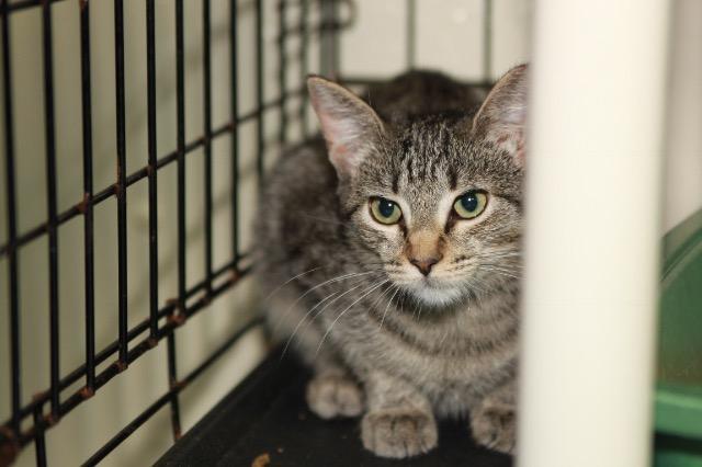 Kopi, an adoptable Domestic Short Hair in Pittsboro, NC, 27312 | Photo Image 1