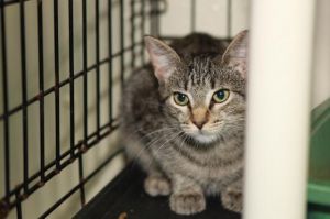 Kopi, Adult Female Domestic Short Hair