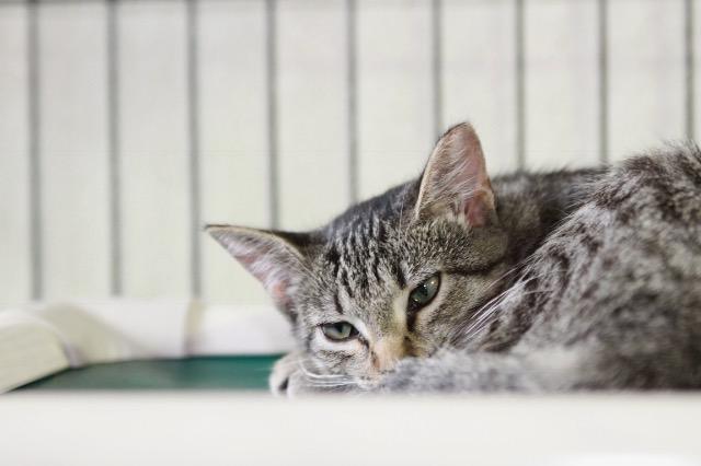 Kopi, an adoptable Domestic Short Hair in Pittsboro, NC, 27312 | Photo Image 2