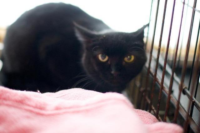 Sabrina (Sponsored), an adoptable Domestic Short Hair in Pittsboro, NC, 27312 | Photo Image 1